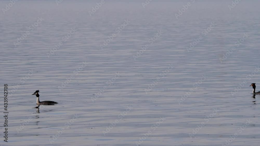 Great Crested Grebe swimming - Podiceps cristatus. Wildlife scene from Holland. Great Crested Grebe swimming - Podiceps cristatus. Wildlife scene from Holland.