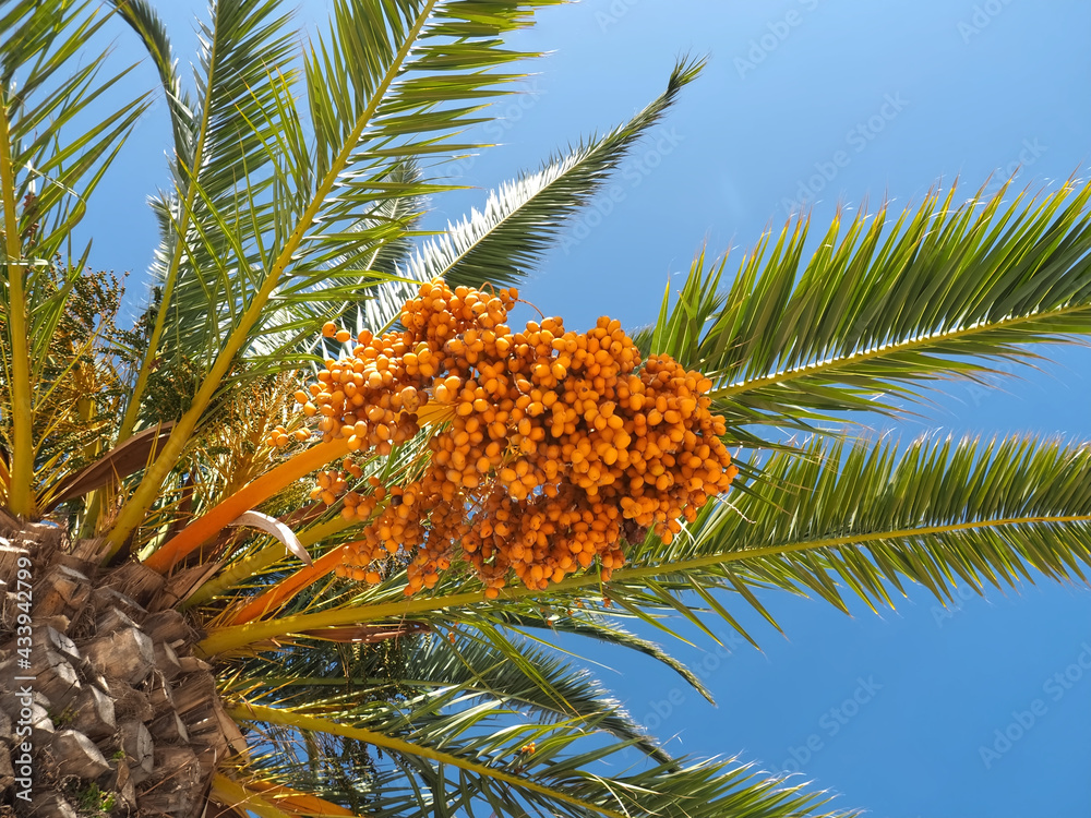 Palm tree with orange dates and blue sky in the sun Palm tree with orange dates and blue sky in the sun