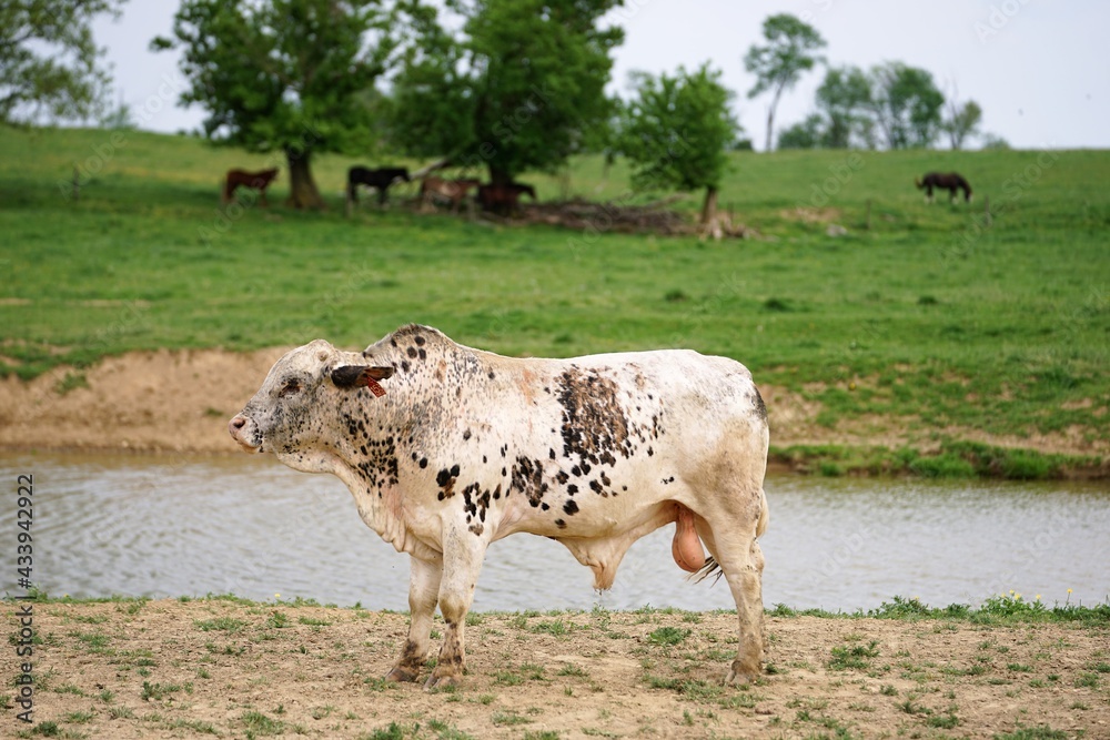 Obraz premium Cow at a farm water hole.