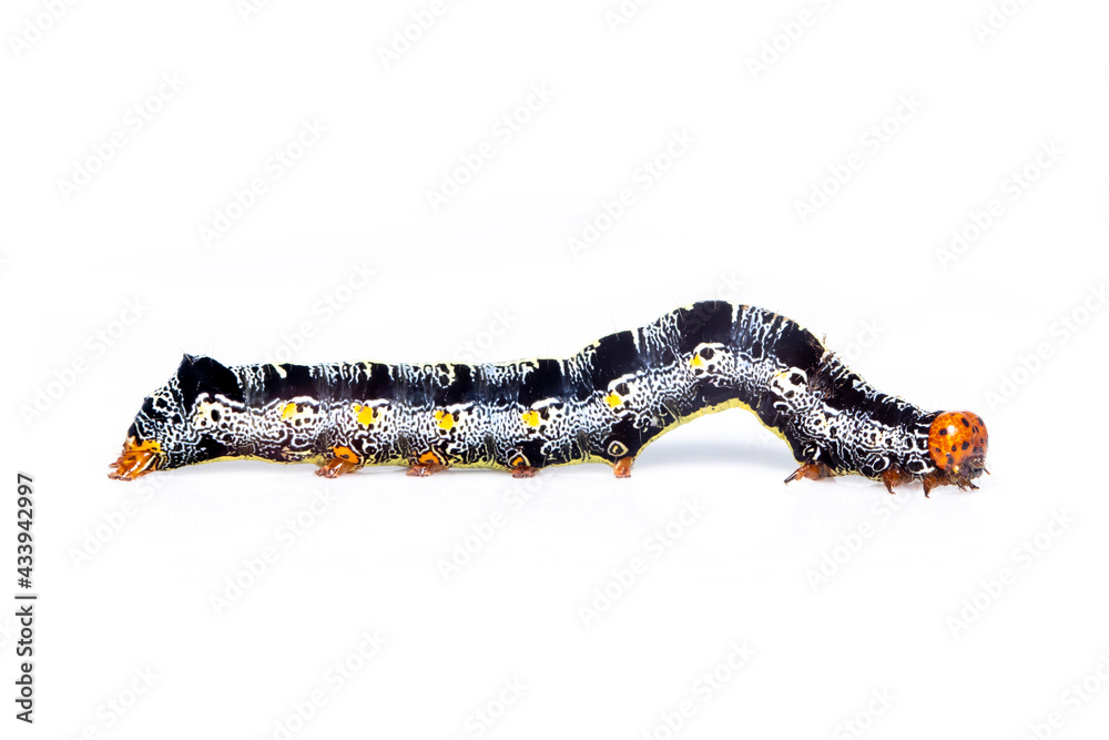 Image of caterpillar of moth isolated on white background. Animal. Insect.