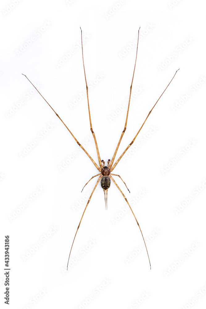 Image of two tailed Spider(Hersilia sp.) isolated on white background. Animal. Insect.