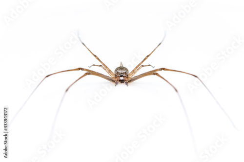 Image of two tailed Spider(Hersilia sp.) isolated on white background. Animal. Insect.