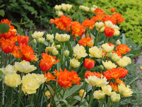 The blooming flowers are tulips on a background of green grass.