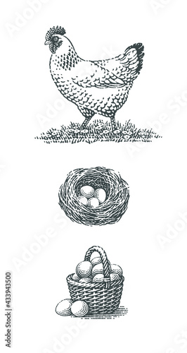 Forest, farm, chicken, bird nest with four eggs into it and basket with eggs. Chicken, farm domestic animals.
Hand drawn engraving vintage style vector illustrations.