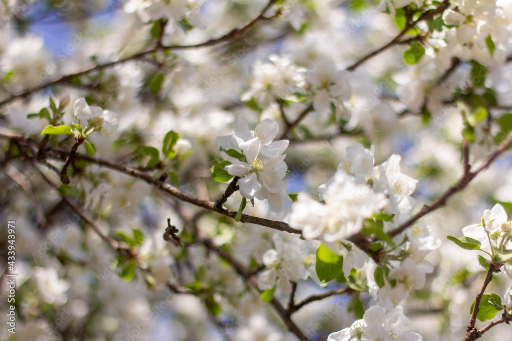 Apple tree in bloom.Blooming branches of an apple tree in the garden in spring.Selective focus. Apple tree in bloom.Blooming branches of an apple tree in the garden in spring.Selective focus.