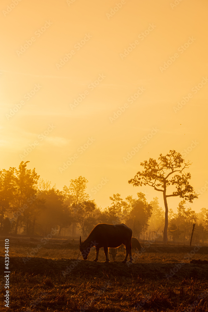 Fototapeta premium Morning sun Shining through the beautiful scenery And buffalo in the fields of rural Thailand