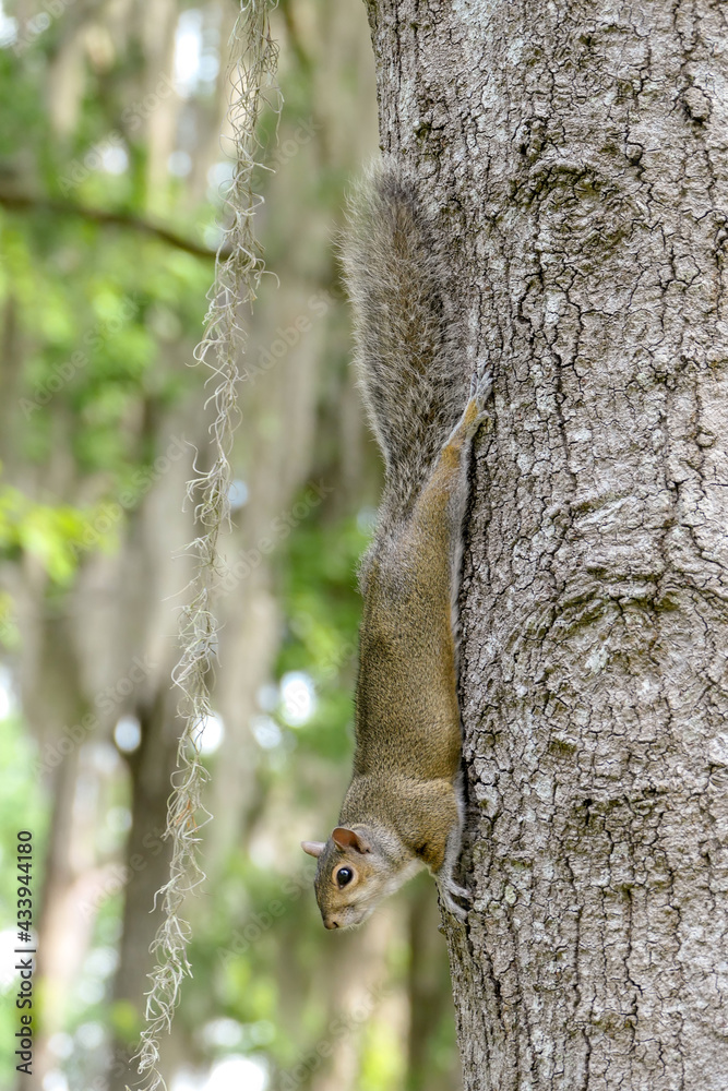 Obraz premium squirrel on a tree