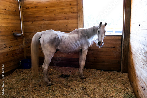Fotografia abused neglected horse
