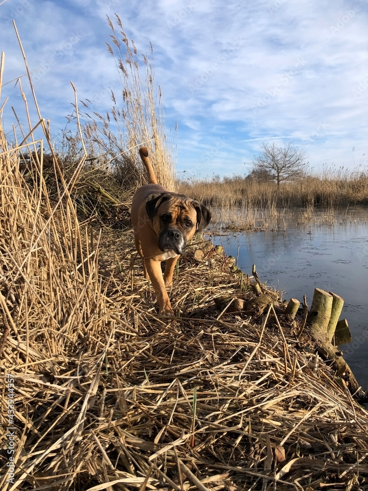 Dog walking near frozen water
