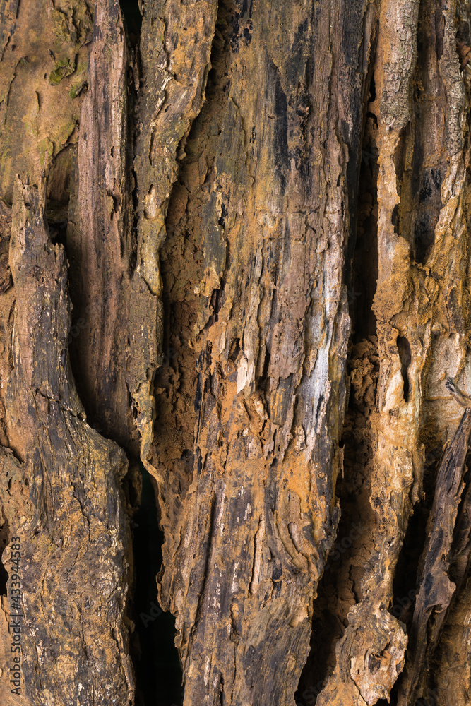 old weathered rotten tree trunk background texture, closeup abstract, wallpaper, backdrop of decayed wood old weathered rotten tree trunk background texture, closeup abstract, wallpaper, backdrop of decayed wood