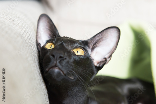 Black oriental purebred cat, black oriental cat on sofa © Pavlo Vakhrushev
