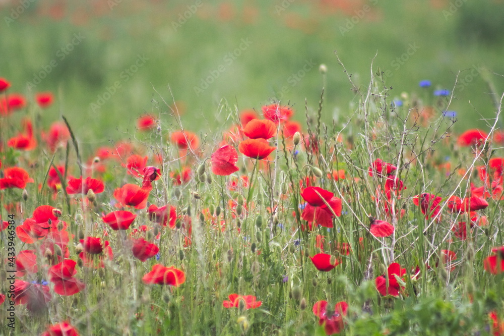 Fototapeta premium maki