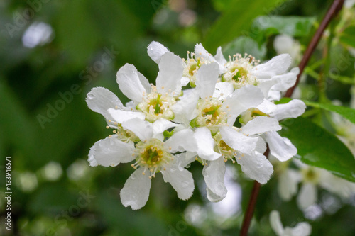 Bird cherry