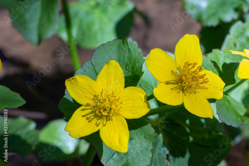 Marsh marigold