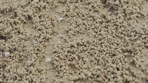 Ghost crabs in a crowd makes balls of sand while eating. Soldier crab or Mictyris is small crabs eat humus and small animals found at the beach as food.