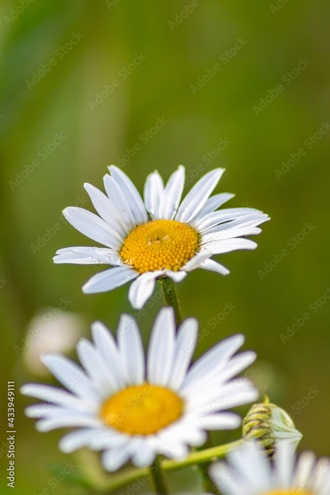 Many marguerites on a meadow of flowers in the garden with nice white petals and white blossoms in full blow as spring flower and summer bloom creating a feeling of relaxation and stress relief Many marguerites on a meadow of flowers in the garden with nice white petals and white blossoms in full blow as spring flower and summer bloom creating a feeling of relaxation and stress relief