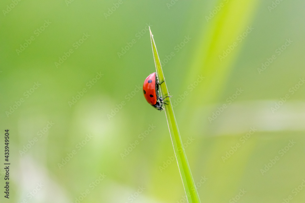 Beautiful black dotted red ladybug beetle climbing in a plant with green background and much copy space searching for plant louses to kill them as beneficial organism and useful animal in the garden Beautiful black dotted red ladybug beetle climbing in a plant with green background and much copy space searching for plant louses to kill them as beneficial organism and useful animal in the garden