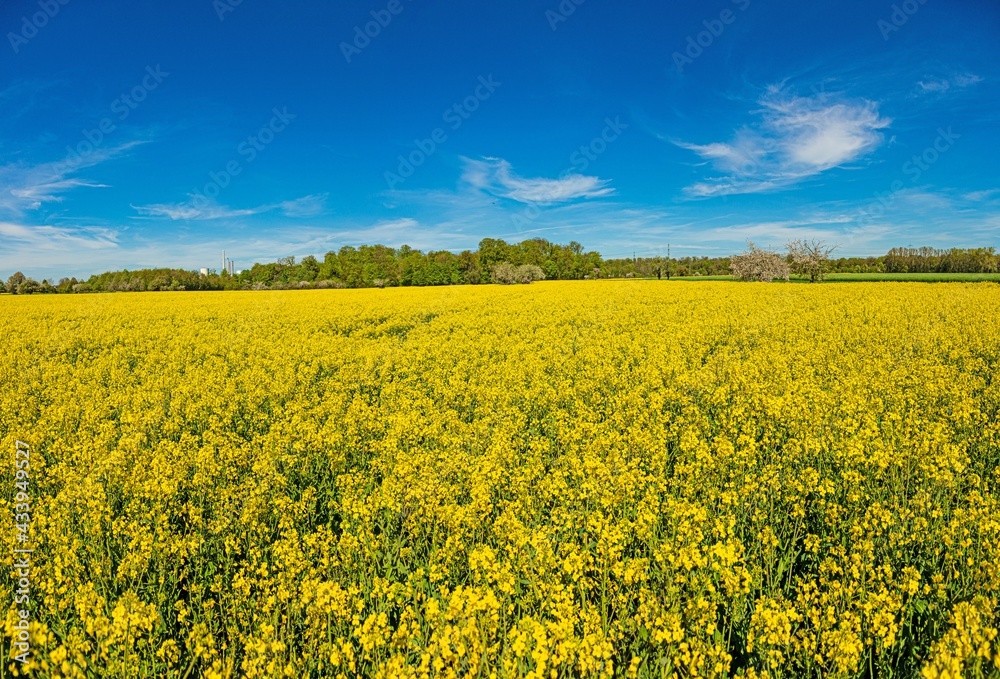 Obraz premium Picture of rape field in spring in typical bright yellow color