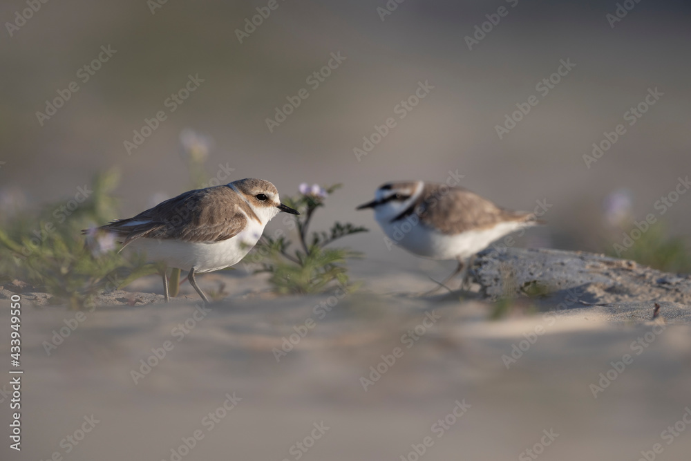 kentish plover on the beach of the adriatic sea kentish plover on the beach of the adriatic sea