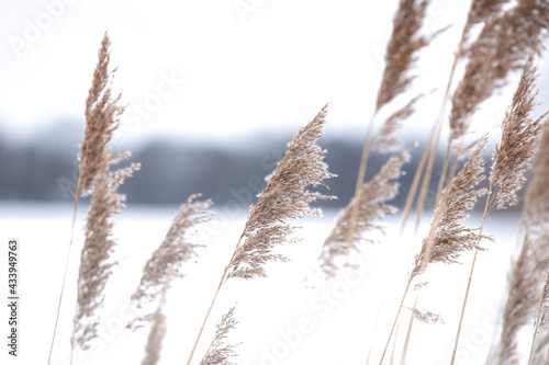 Soft focus abstract natural background of soft plants Cortaderia selloana moving in the wind. Bright and clear scene of plants similar to feather dusters winter landscape background