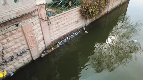 Pigeons drinking water in the canal in the city.