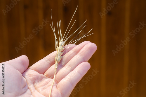 Farmer holding a bunch of ripe cultivated wheat ears in hands. Organic farming.
