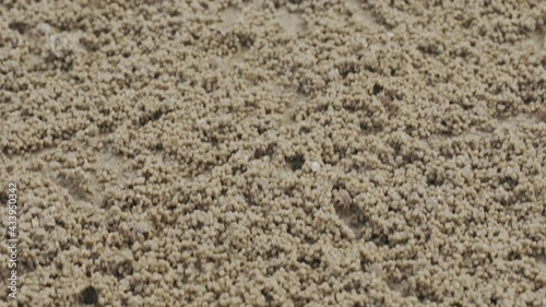 Ghost crabs in a crowd makes balls of sand while eating. Soldier crab or Mictyris is small crabs eat humus and small animals found at the beach as food. photo