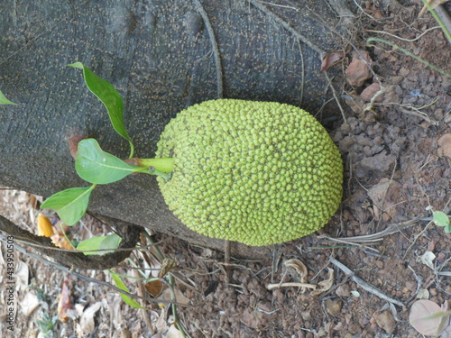 Jackfruit fruit