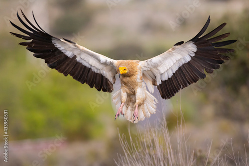 Fotografie An Egyptian vulture (Neophron percnopterus) flying in the Spanisch Pyrenees mountains
