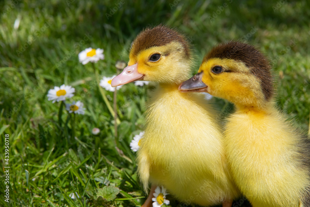 Little yellow ducklings sitting on the green grass and flowers. Cute newborn tiny ducklings. Close up Little yellow ducklings sitting on the green grass and flowers. Cute newborn tiny ducklings. Close up