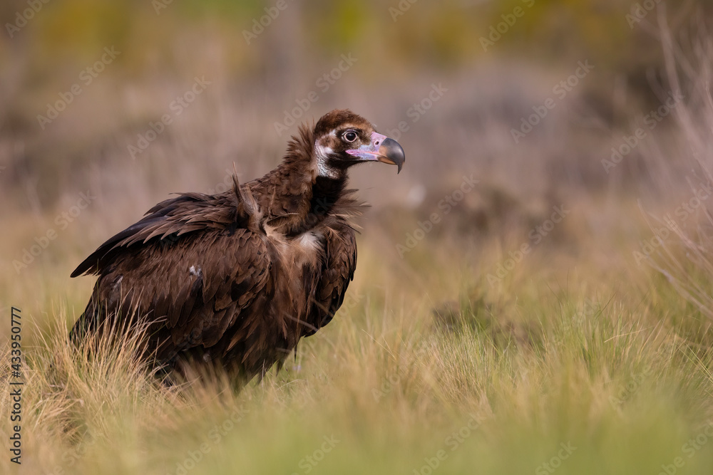 Fototapeta premium A cinereous vulture (Aegypius monachus) resting in a meadow in the Spanisch mountains.