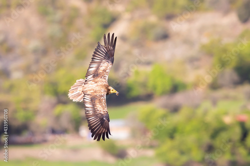 An Egyptian vulture (Neophron percnopterus) flying in the Spanisch Pyrenees mountains.