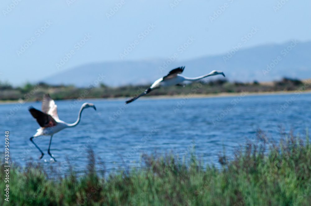 couple of flamingo bird, taking off from lake couple of flamingo bird, taking off from lake