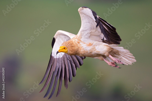 An Egyptian vulture (Neophron percnopterus) flying in the Spanisch Pyrenees mountains. photo