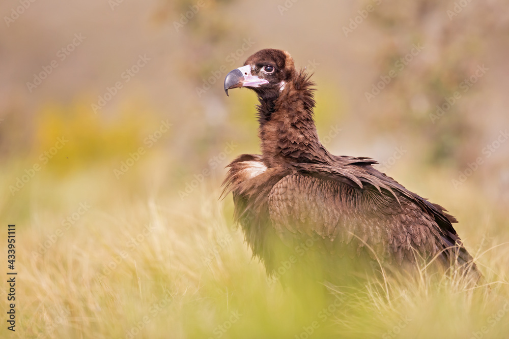 Fototapeta premium A cinereous vulture (Aegypius monachus) resting in a meadow in the Spanisch mountains.