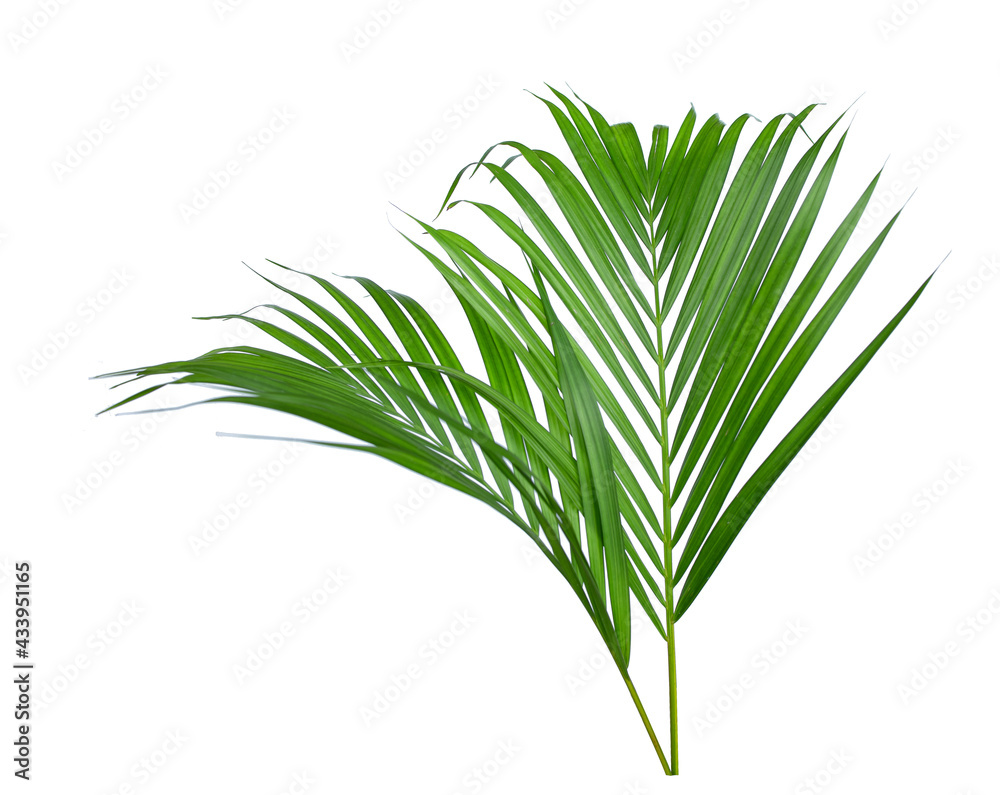 Fototapeta premium Tropical Green leaves of palm tree isolated on white background with clipping path.