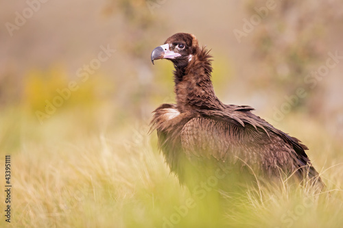 A cinereous vulture  Aegypius monachus  resting in a meadow in the Spanisch mountains.