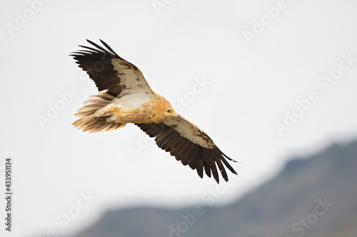 An Egyptian vulture  Neophron percnopterus  flying in the Spanisch Pyrenees mountains.