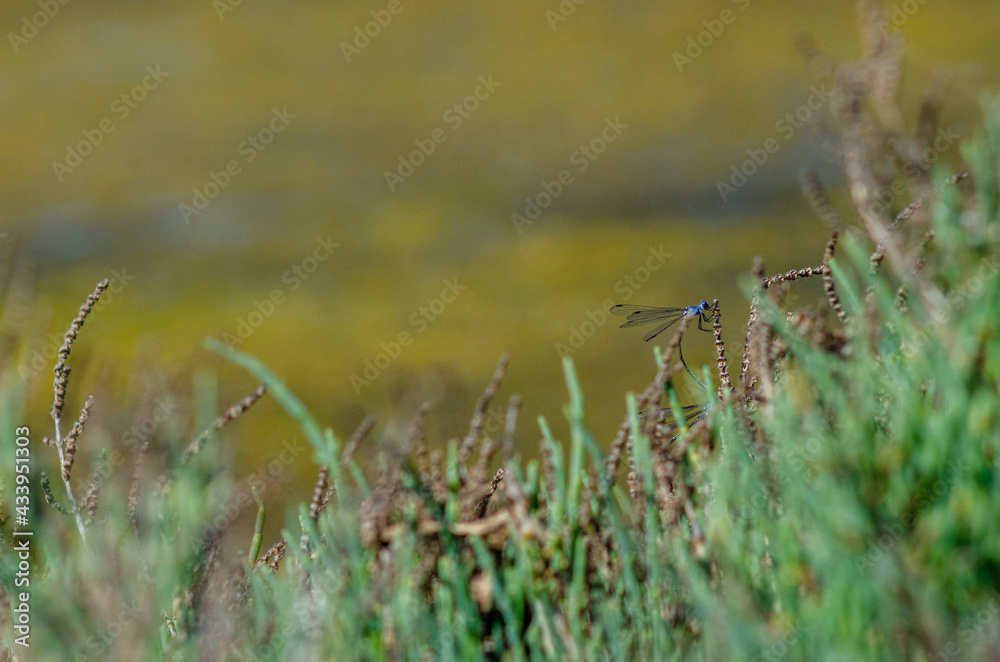 coupling dragonflies on the grass date coupling dragonflies on the grass date