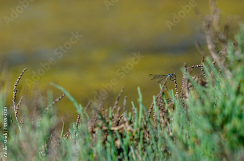 coupling dragonflies on the grass date