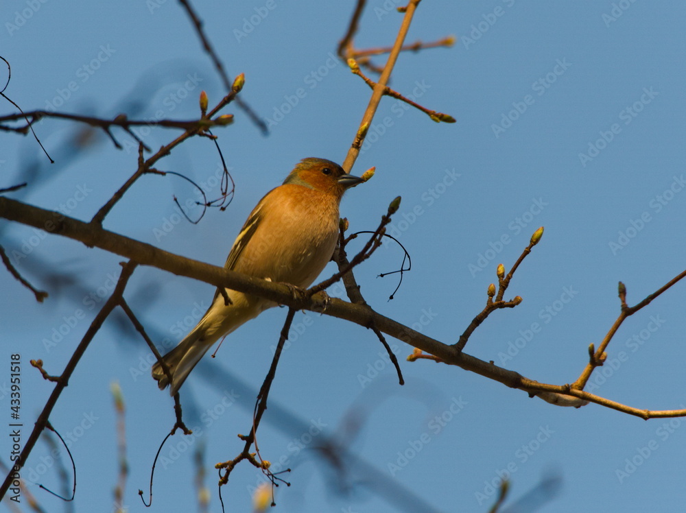 The common chaffinch (Fringilla coelebs). Chaffinch on a branch. Small song bird on a branch. The common chaffinch (Fringilla coelebs). Chaffinch on a branch. Small song bird on a branch.