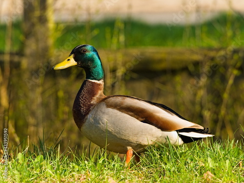 The mallard. (Anas platyrhynchos). Duck in the park. 