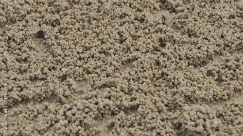 Ghost crabs in a crowd makes balls of sand while eating. Soldier crab or Mictyris is small crabs eat humus and small animals found at the beach as food.