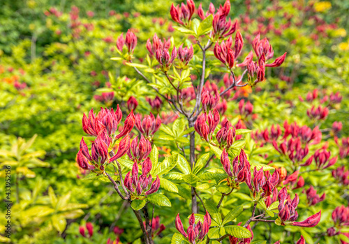 Fotótapéta Closeup of dark red flower buds of an azalea mollis shrub in the Dutch spring season