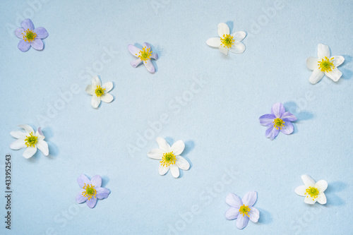 Trendy summer pattern of flowers. Modern floral, summer background. Small multicolored wildflowers on the blue background.  © zhennyzhenny