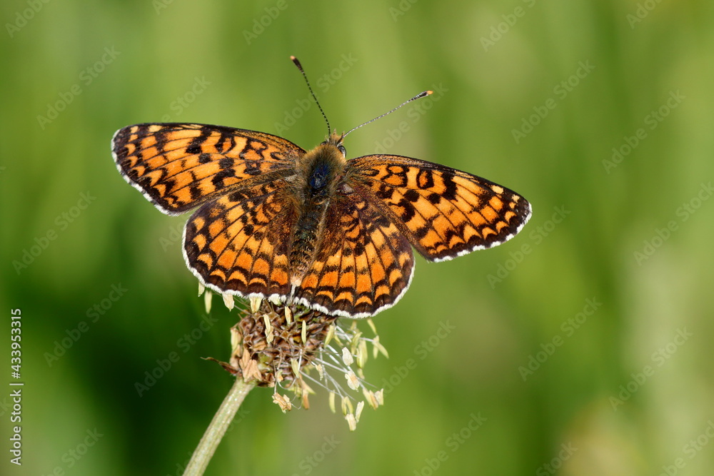 Fototapeta premium papillon mélitée des centaurées melitaea phoebe