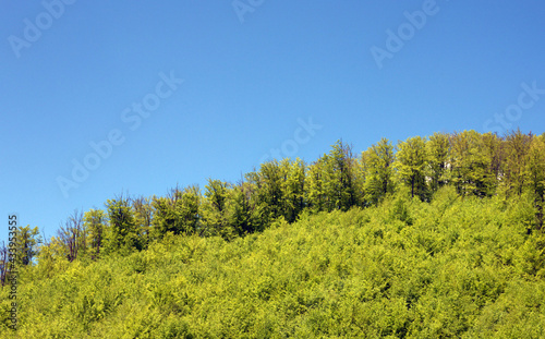 the edge of a forest on a hilltop