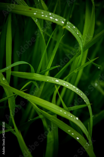 Jasne pi  kne krople wody czystej na zielonych li  ciach trawy