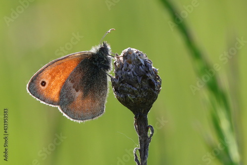 papillon procris en contre-jour coenonympha pamphilus fadet commun photo