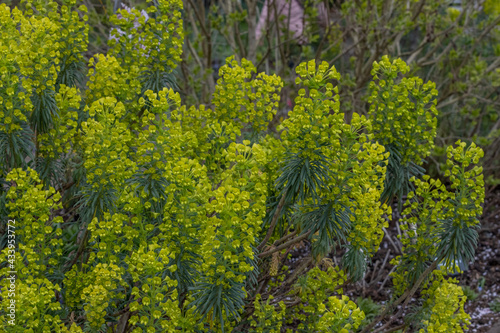 Mass of yellow Euphorbia characias wulfenii flowers in spring photo